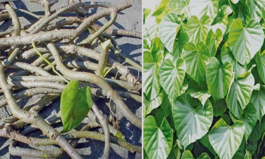 मनोहरामा निःशुल्क गुर्जोको औषधि र चिया