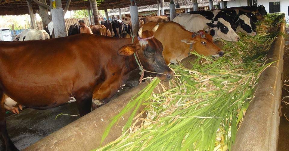 सल्लागाउँको आयस्रोत तरकारी र पशुपालन