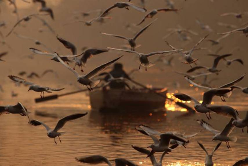 Migratory birds reason behind spread of bird flu in India: Union Minister Giriraj Singh