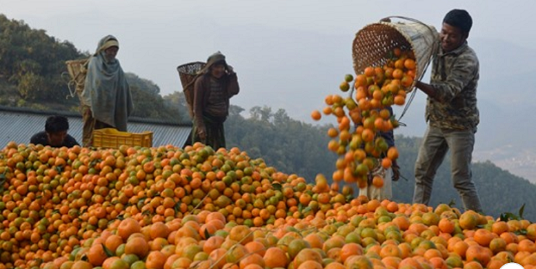 पर्वतको देउपुरमा सुन्तला बिक्रीबाट रु डेढ करोड भित्रियो