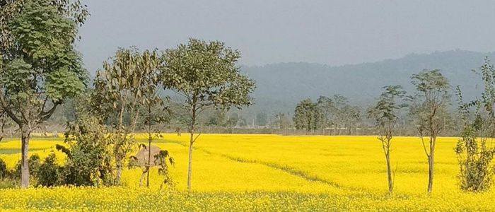 चितवनमा तोरी उत्पादनमा वृद्धि