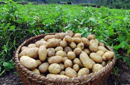 लेकको आलु  पहाडको मुख्य हिउँदे खेती