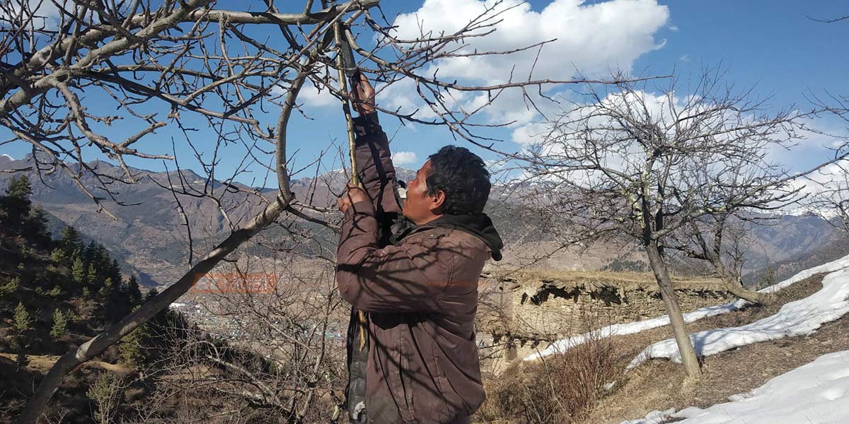 हिमपात र वर्षा दुबै नहुँदा कर्णालीका स्याउ किसान चिन्तित