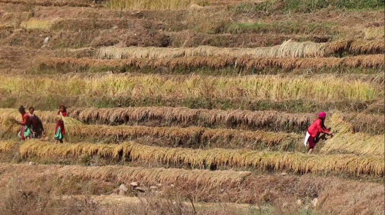 मार्सी धान फलाउन छुमचौर पर्यटकीय गन्तव्यको सूचीमा