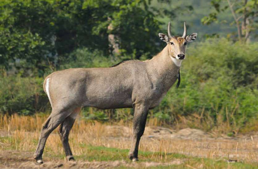 नीलगाईको आक्रमणबाट एक जनाको घटनास्थलमै मृत्यु
