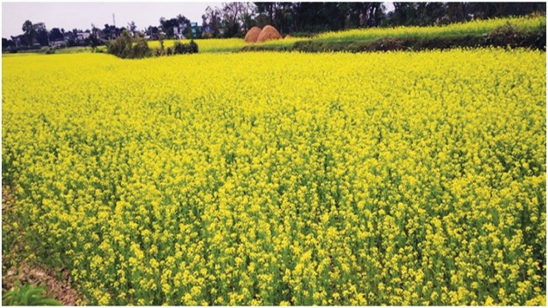 कैलालीमा तोरीको उत्पादन बढ्योः किसानमा खुशीयाली