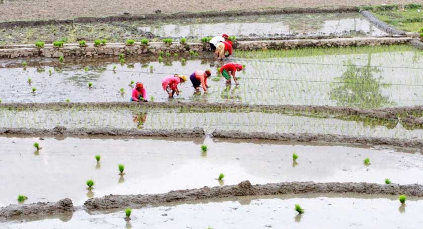 चैते धानखेतीतर्फ कृषकको आकर्षण