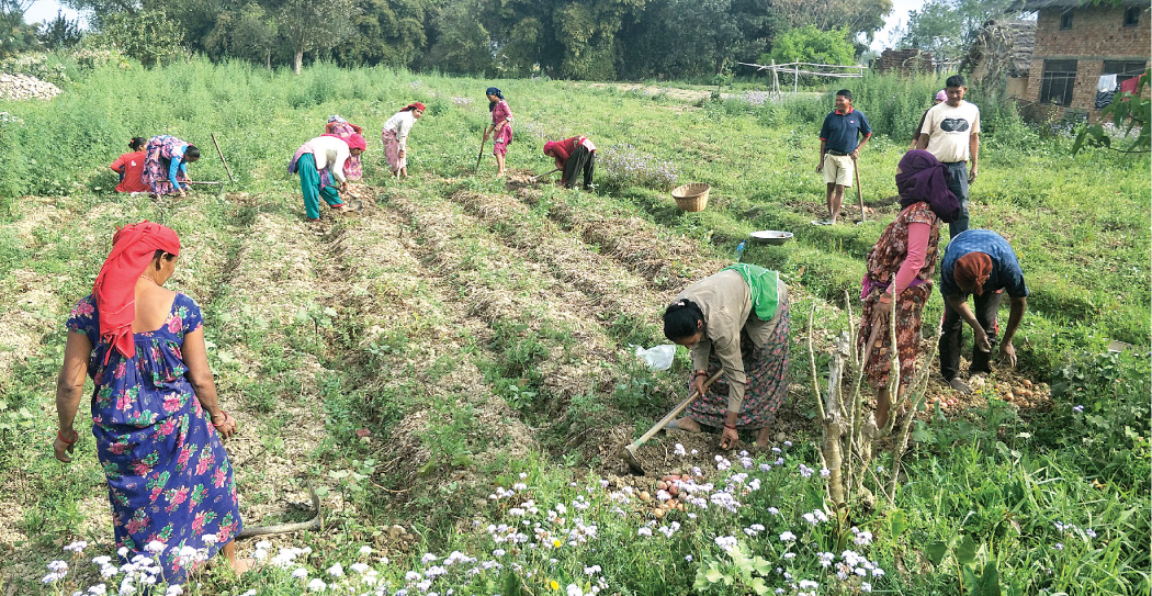 कृषि कर्ममा रमाउँदै म्याग्देली