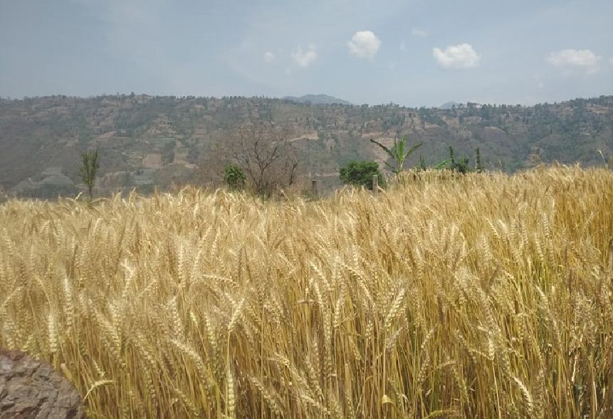 गहुँ उत्पादनमा ह्रास