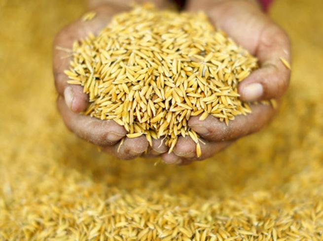 अनुदानमा धानको बिउ वितरण