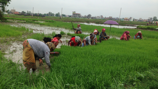 लगातारको वर्षाले किसान दिक्क