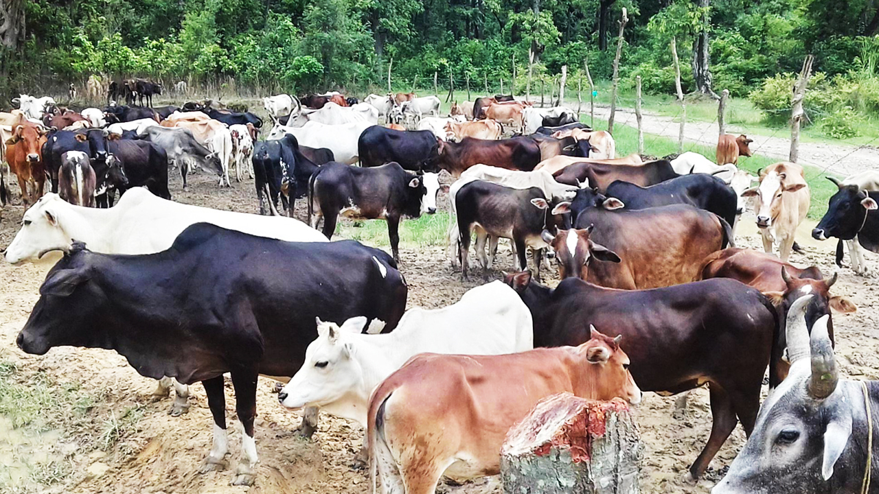 बेवारिसे ३५० गाईबाछाको उद्धार