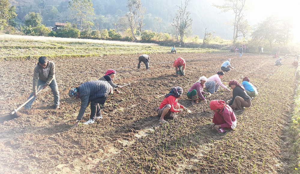 खेतबारीमा हुनुपर्ने बेला ओछ्यानमा छन् किसान