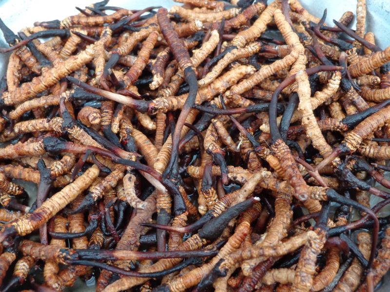 यस वर्ष रुकुम (पूर्व)मा यार्सा सङ्कलनमा रोक