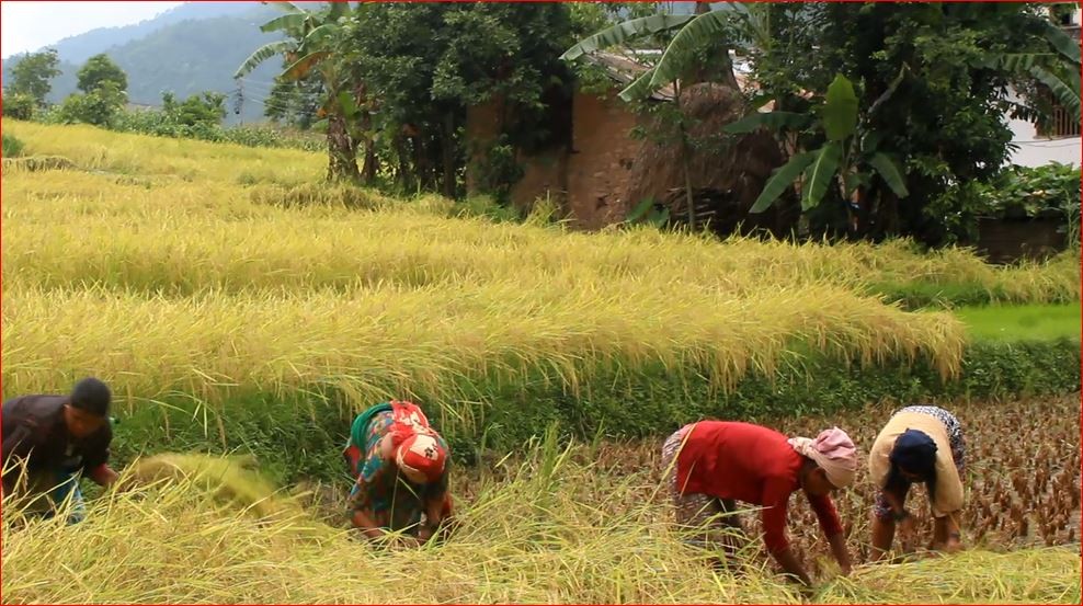 कैलालीका किसानलाई चैते धान भित्र्याउन चटारो