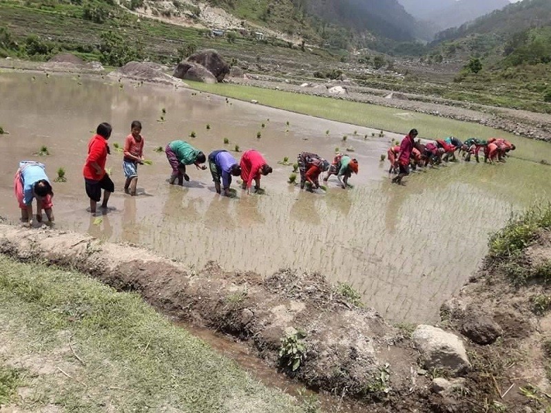 डोटीमा शुरु भयो प्रसिद्ध जोरायले बासमती धानको रोपाइँ