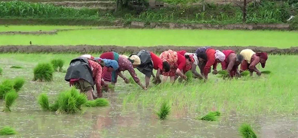 काँठ क्षेत्रका किसानलाई कोरोना बिर्साउँदै धान रोपाइँको चटारो