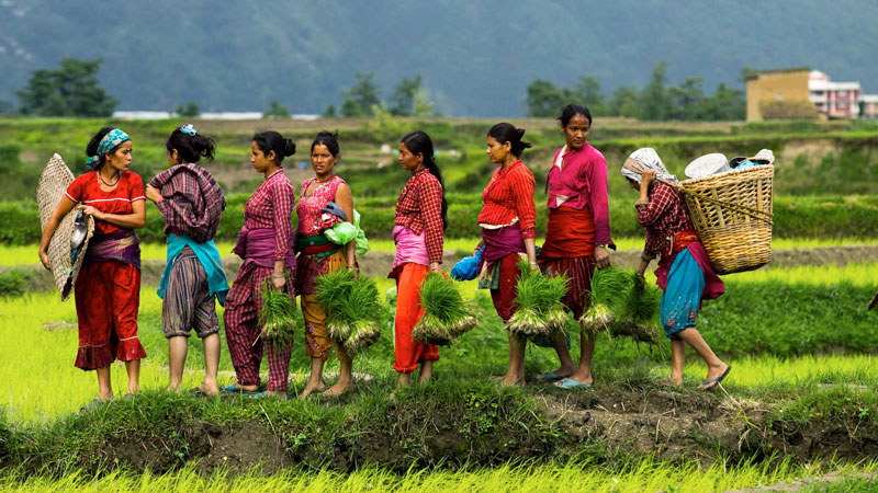 कोरोनाको मुख्यथलो बन्दै रोपाइँ