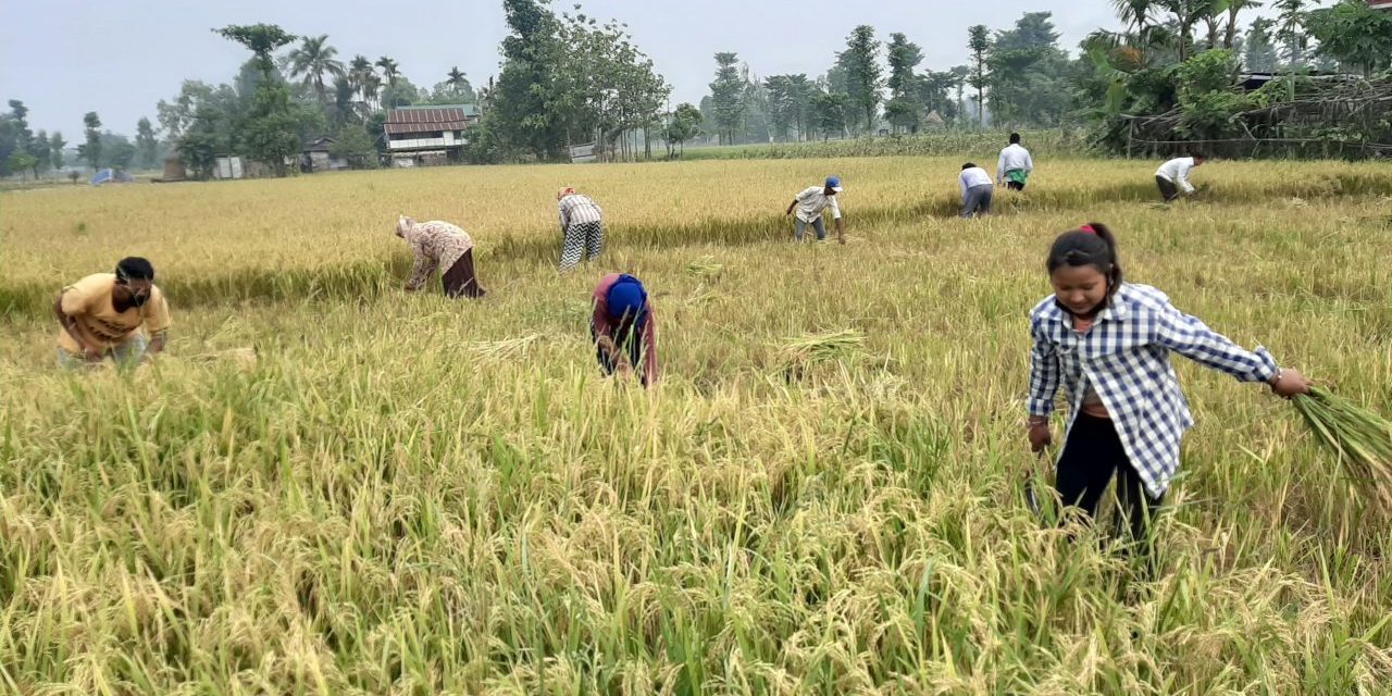 चैते धानको उचित मूल्य नपाउँदा किसान चिन्तित