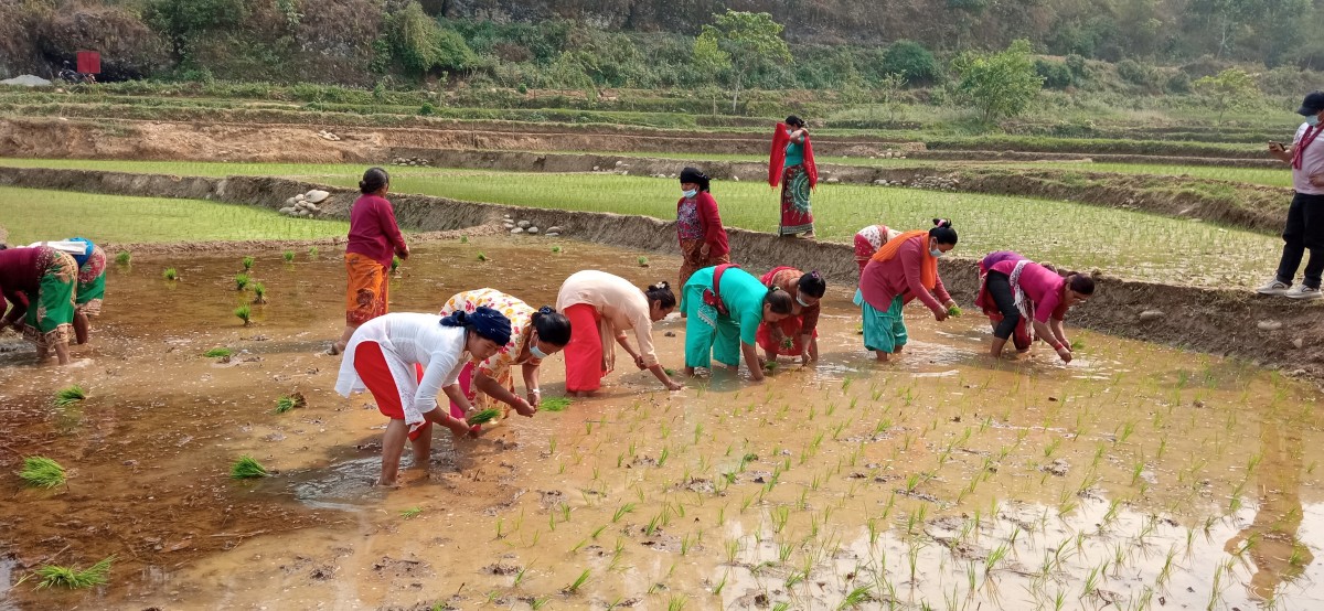 कोरोनाको कहरसँगै दाङमा रोपाइँको चटारो