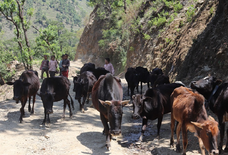 कर्णालीमा ‘गोठालो भत्ता’ कार्यक्रम लागु गरिने