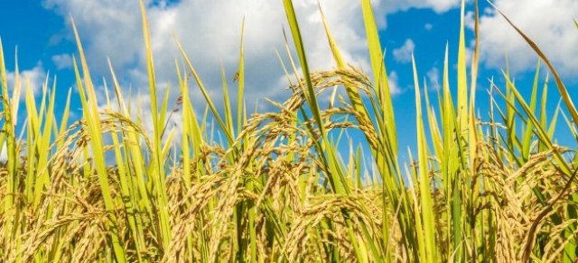 छरुवा धान खेतीतर्फ किसानको आकर्षण बढ्दै