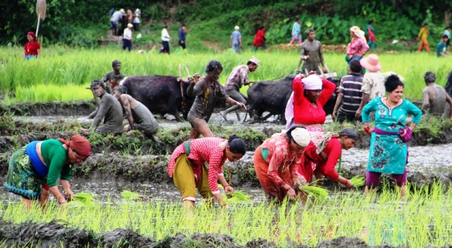 दैलेखमा अघिल्लो वर्षभन्दा दोब्बर रोपाइँ