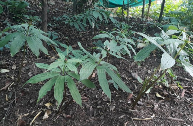 पहिलोपटक सतुवाको व्यावसायिक खेती शुरु