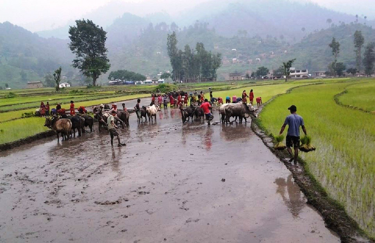 पञ्चाननब्बे प्रतिशत रोपाइँ