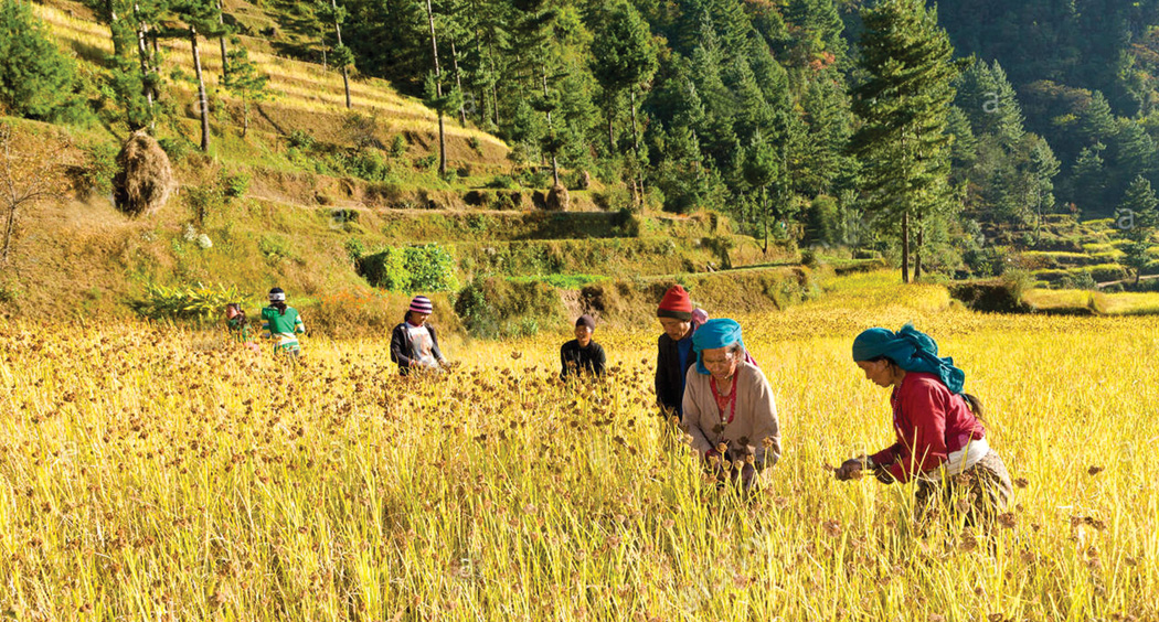 रैथाने बाली संरक्षण : सात पकेट क्षेत्र निर्धारण