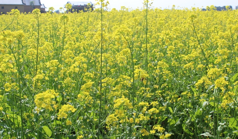 ‘तोरी जोन’ बनाउन सहकारी अभियान