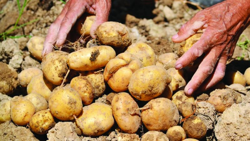 आलु रैथाने बाली प्रवद्र्धनमा सफलता