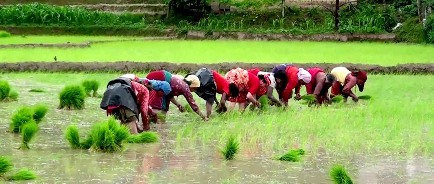 प्रदेश नं १ मा गएको वर्षभन्दा बढी रोपाइँ