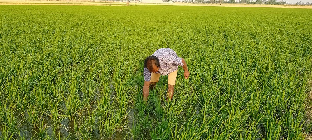 धान गोड्न  व्यस्त छन् बागलुङका किसान