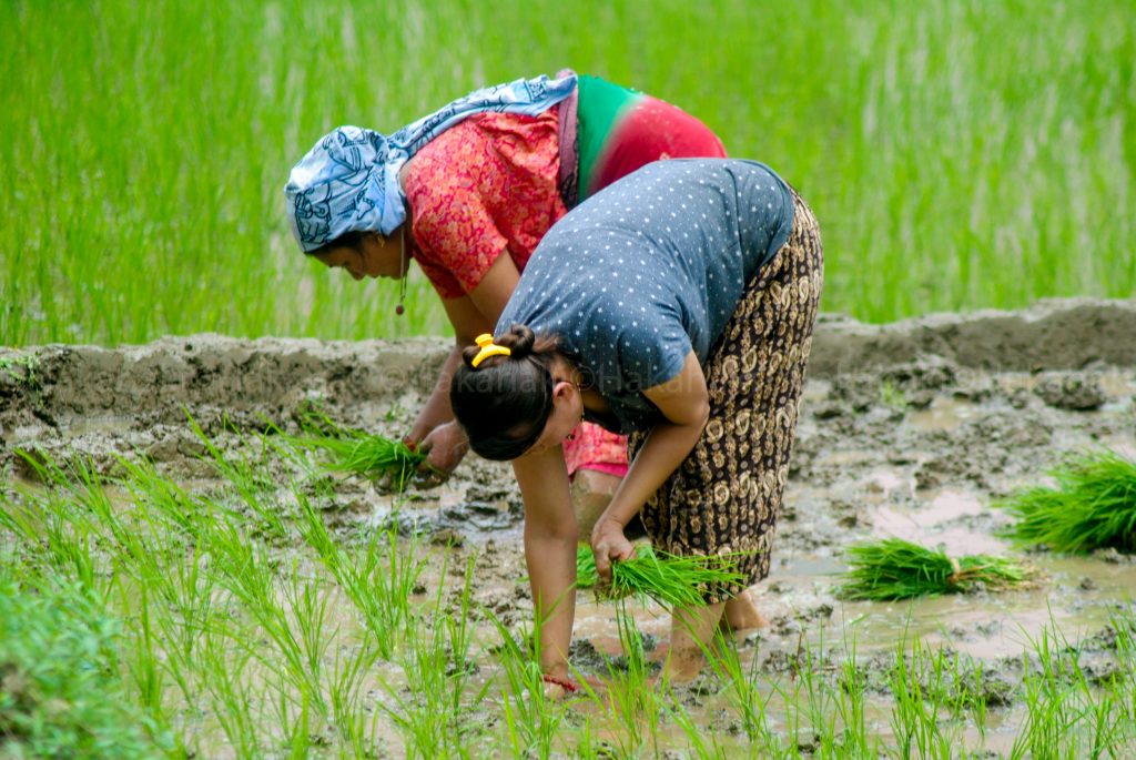 आकाशे पानीका भरमा रोपाइँ