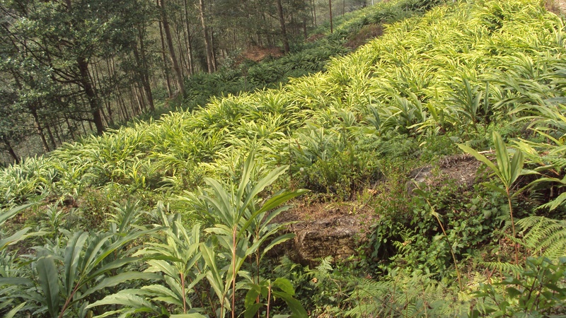 अलैँची मासिन थालेपछि किसान चिन्तित