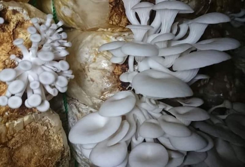 सिताके च्याउबाट मनग्य आम्दानी