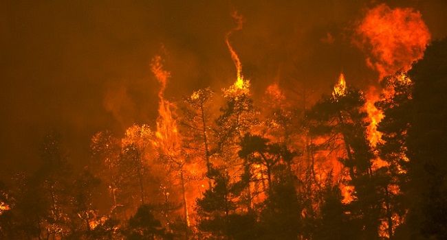 Hundreds flee, homes destroyed as forest fires ravage Greek island
