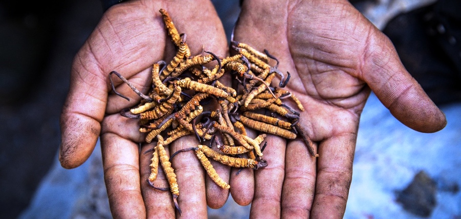 दार्चुलाबाट ३७९ किलोग्राम यार्सागुम्बा निकासी