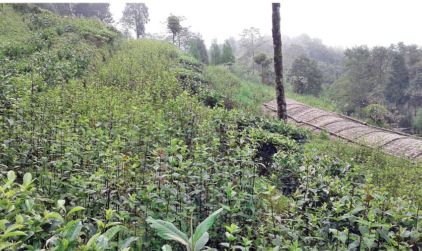 जडीबुटी खेतीतर्फ म्याग्देली