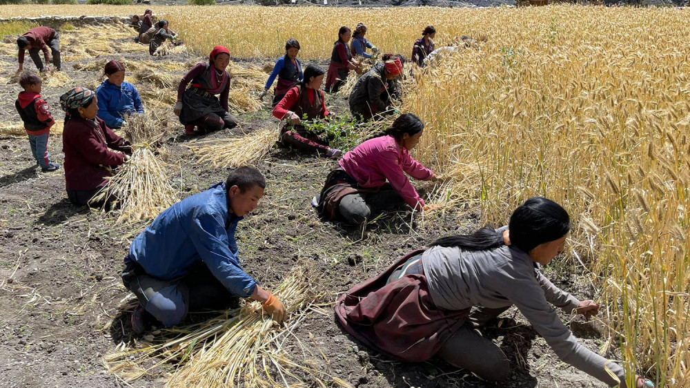 बाली भित्र्याउँदै उपल्लो डोल्पाका किसान