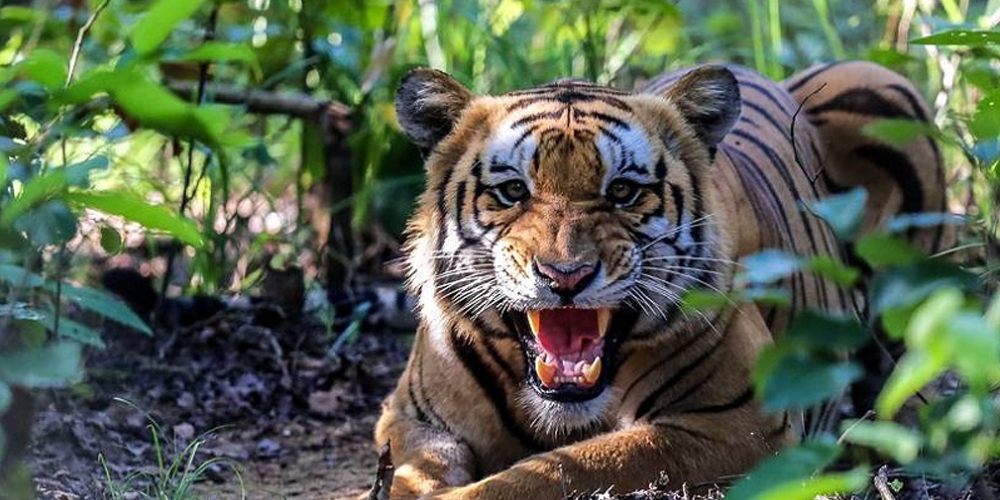 राजमार्गमा बाघको आतङ्क