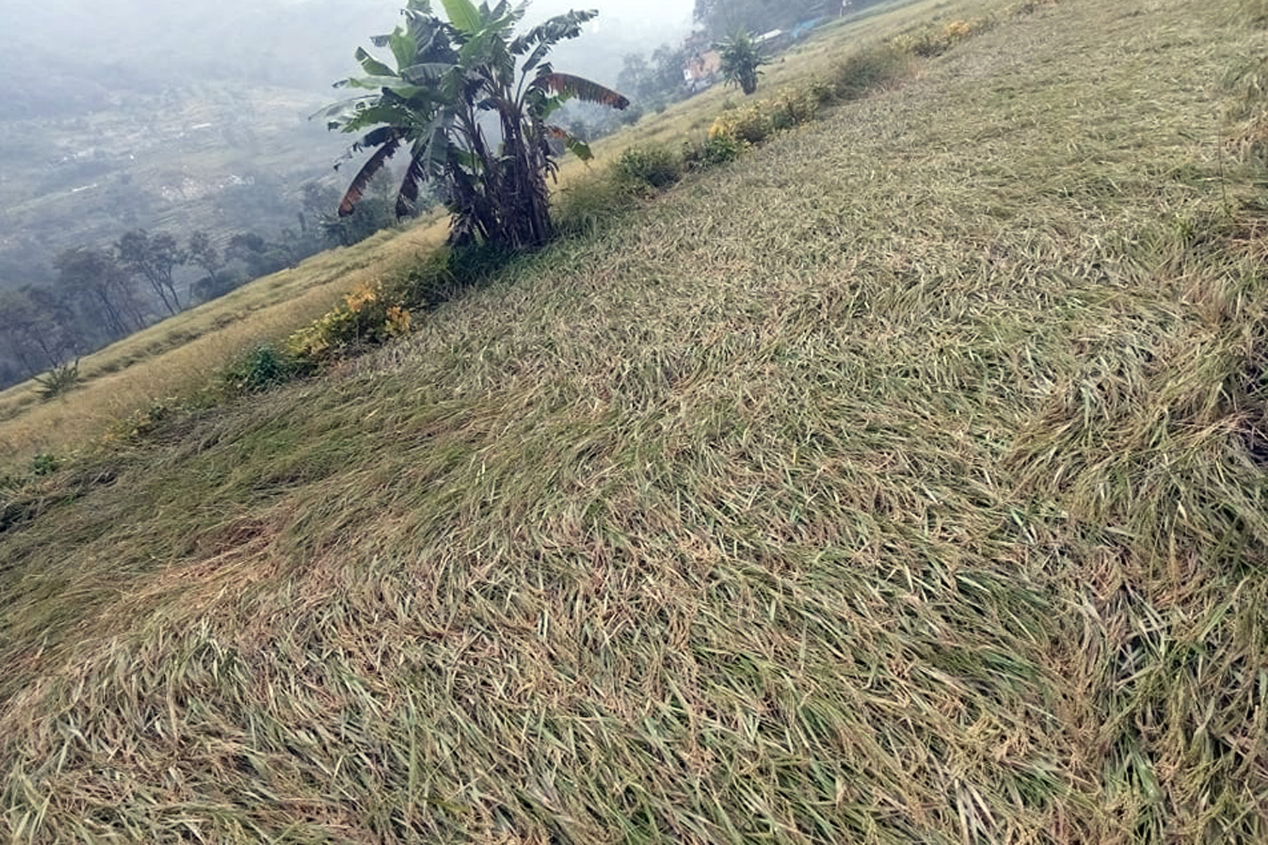 गण्डकी प्रदेशमा तीन हजार मेट्रिक टन धान क्षति