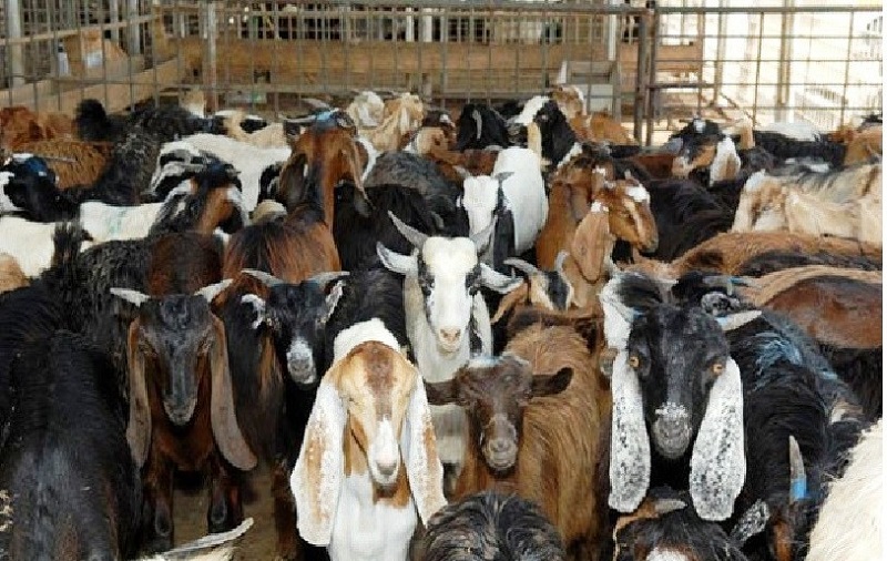 खसीबोकाको खरिद मूल्य निर्धारण