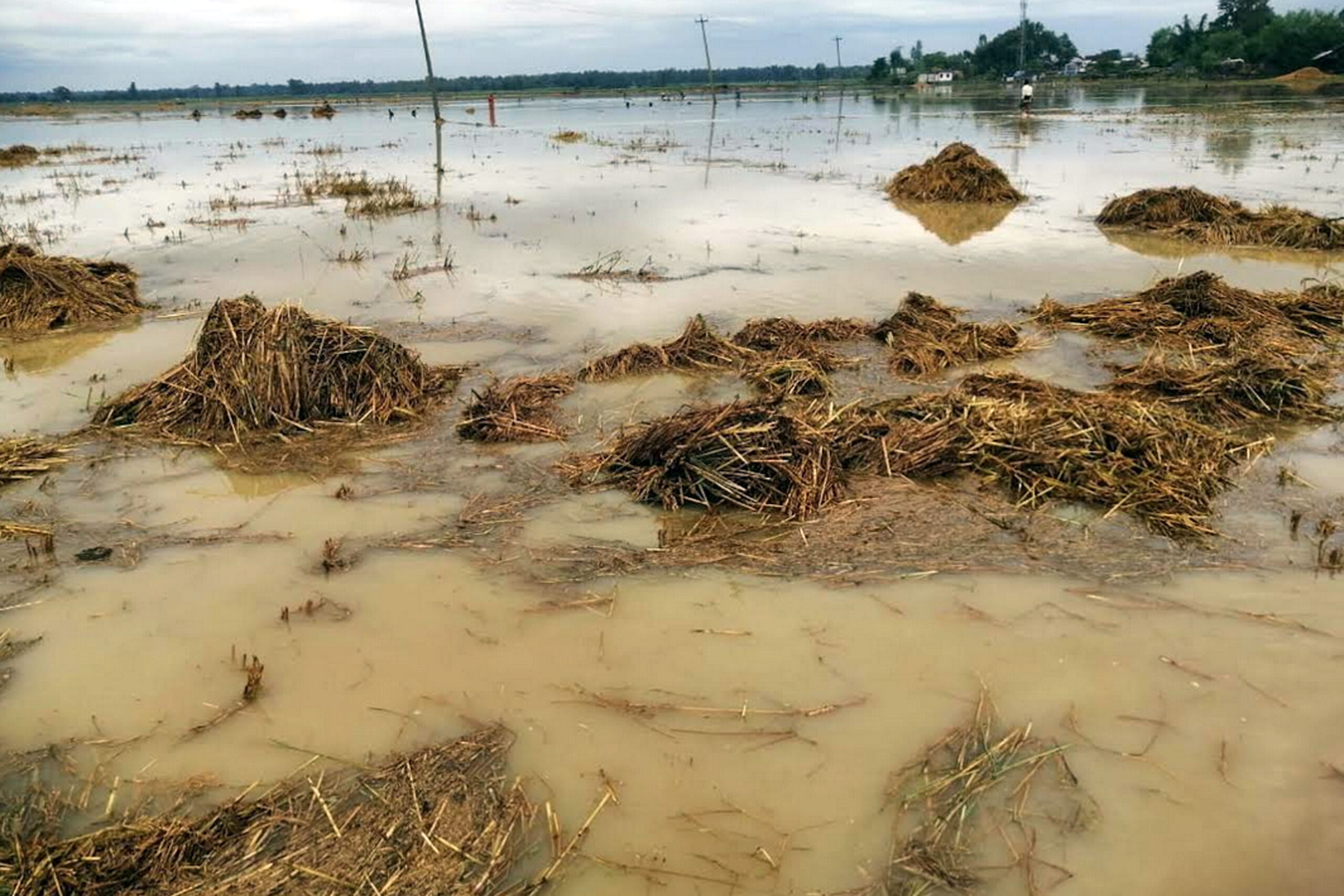 लगातारको वर्षाले सर्लाहीका धानबालीमा क्षति
