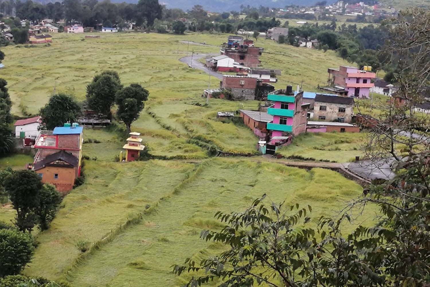 बेमौसमी वर्षा : धानबाली सहित कोदोमा पनि क्षति