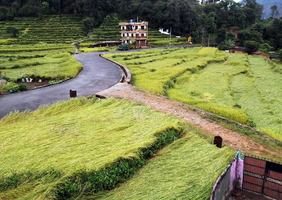 वर्षा र हावाहुरीले दुई सय हेक्टरको धानबालीमा क्षति