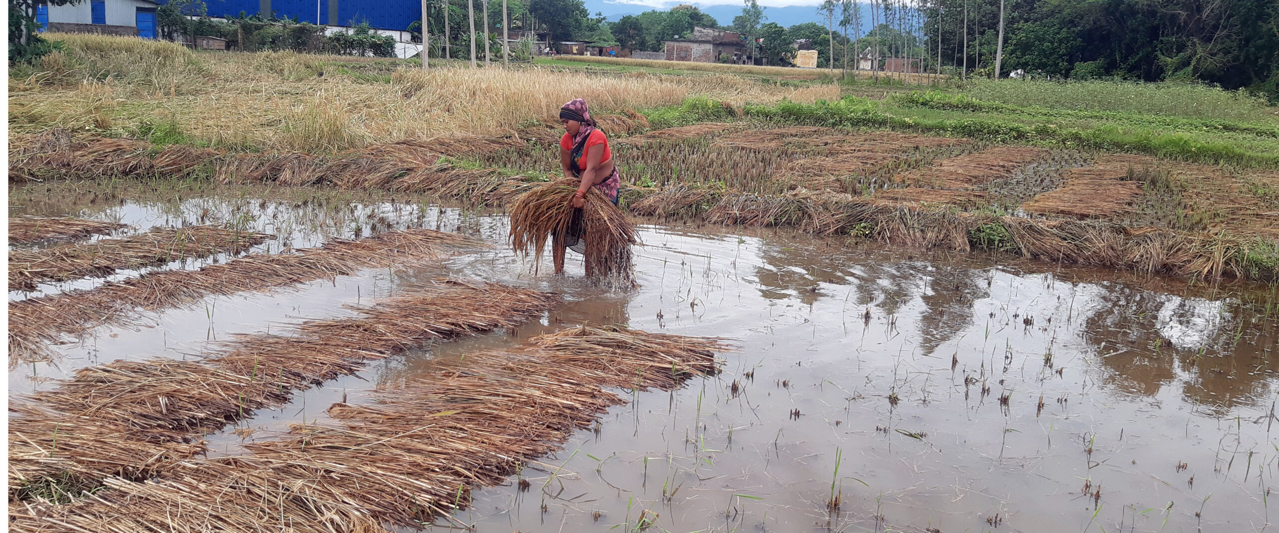 बाढीका कारण सुनसरीमा धानबालीमा ठूलो क्षति