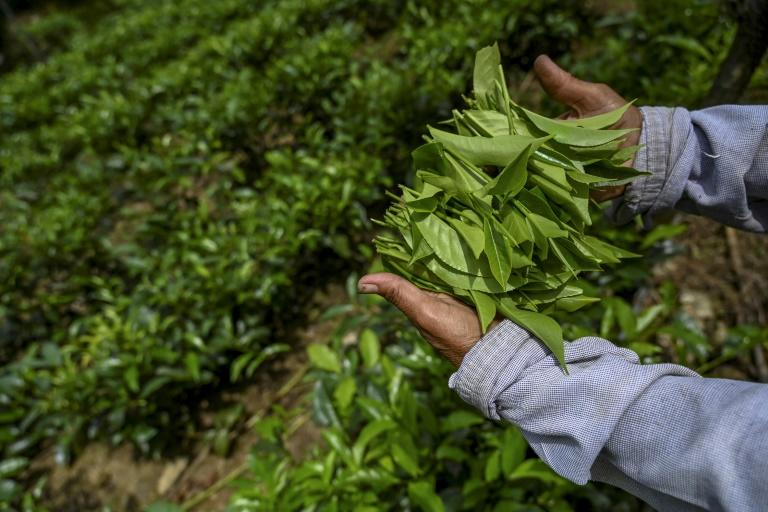 Sri Lanka bans contaminated Chinese fertiliser