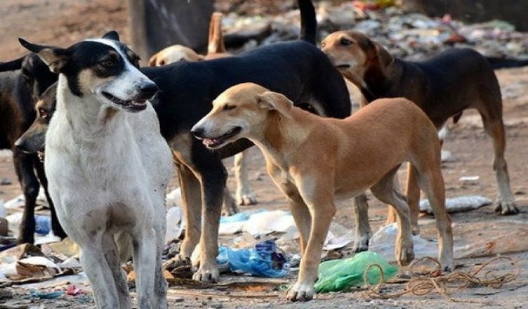 दिक्तेलमा भुस्याहा कुकुर आतङ्क